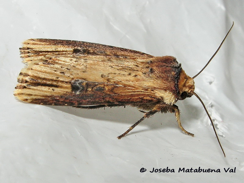 Axylia putris - Noctuidae